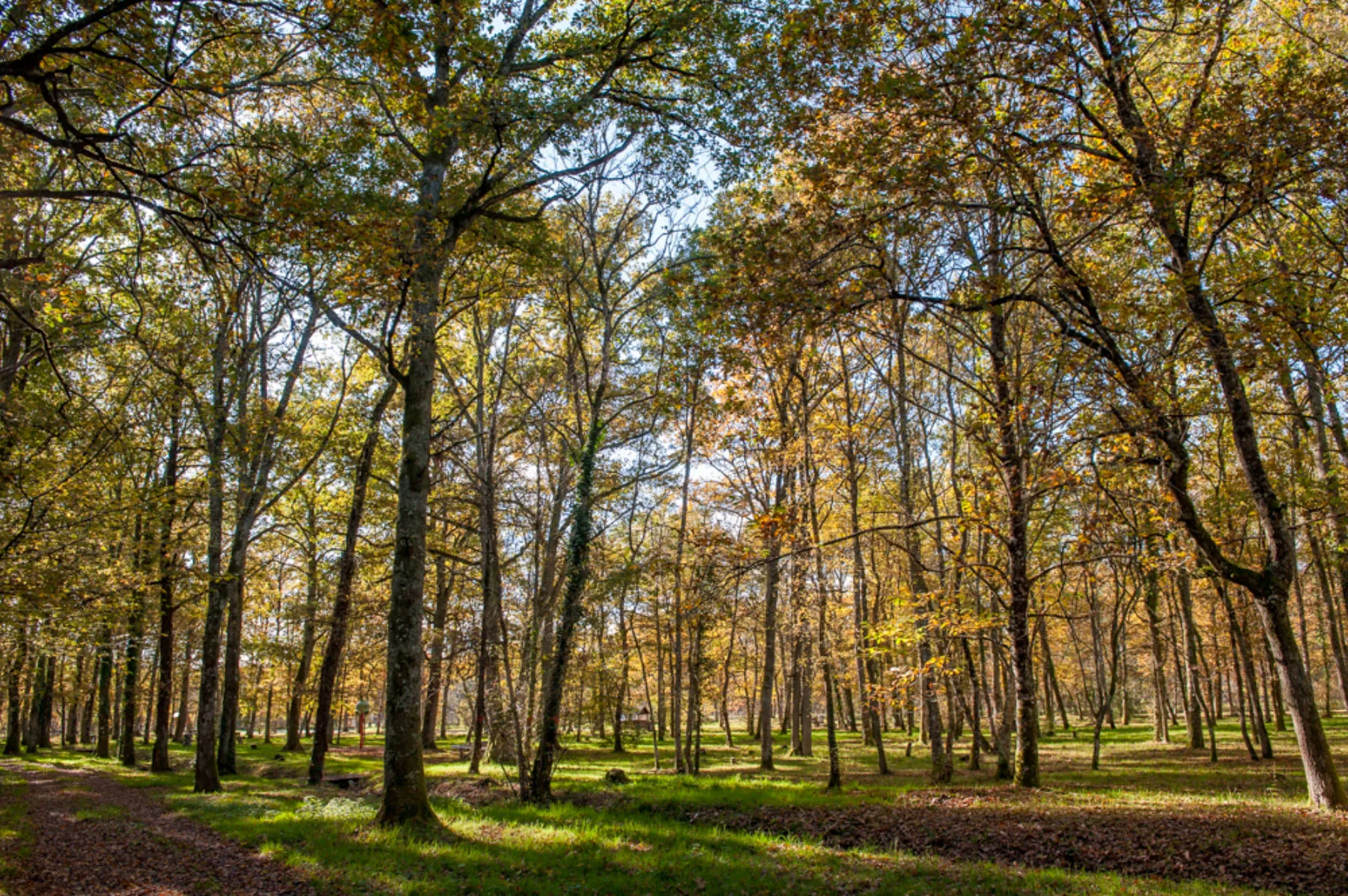 Un chemin forestier autour de l’étang des Aisses