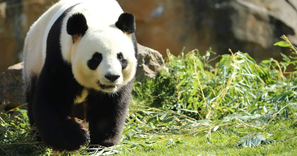 Un panda géant au ZooParc de Beauval