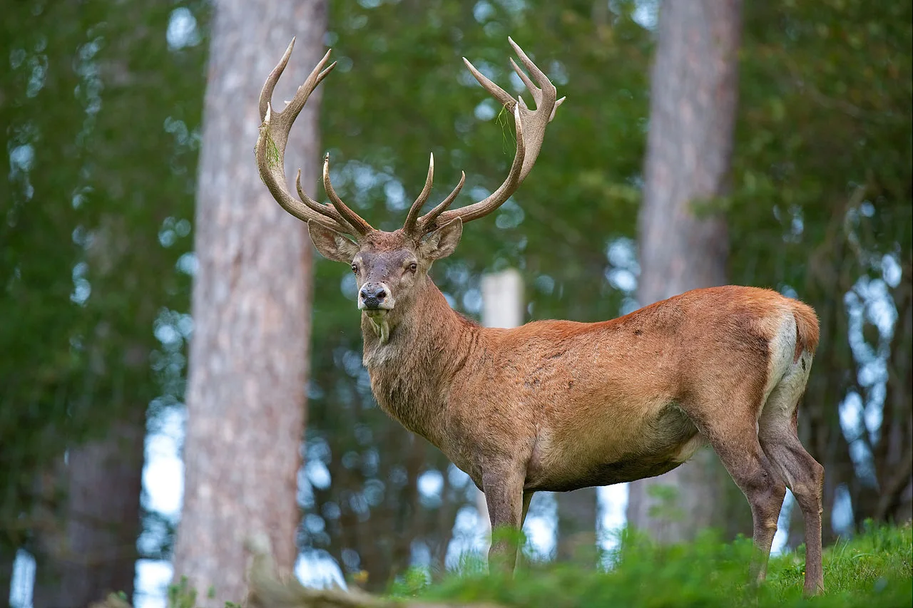 Cerf illustrant le brame, photographie publiée par l’Office de Tourisme
